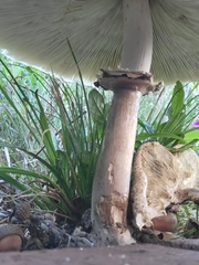 Chlorophyllum molybdites