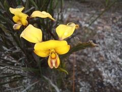 Diuris