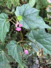 Begonia formosana