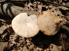 Polyporus tuberaster