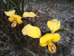 Diuris