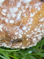 Monilinia fructigena