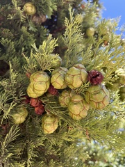 Cupressus sempervirens