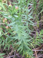 Linum perenne