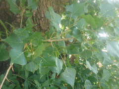 Populus nigra