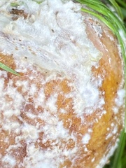 Monilinia fructigena