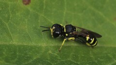 Ectemnius