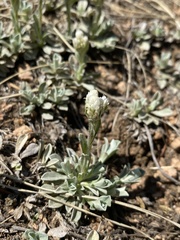 Antennaria parvifolia