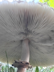 Chlorophyllum molybdites