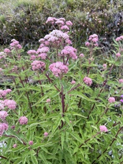 Eupatorium formosanum