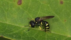 Ectemnius