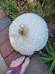 Chlorophyllum molybdites