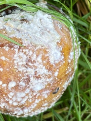 Monilinia fructigena