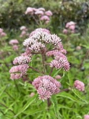 Eupatorium formosanum