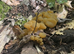Leotia viscosa
