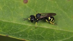 Ectemnius