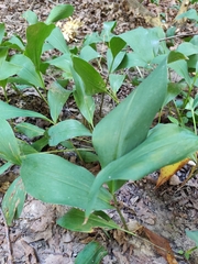 Convallaria majalis