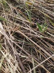 Chorthippus apricarius