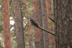 Cuculus canorus