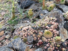 Orostachys spinosa