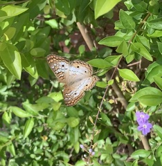 Anartia jatrophae