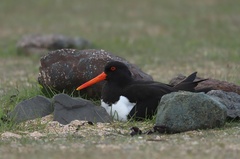 Haematopus ostralegus