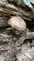 Pluteus cervinus