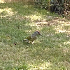 Picus viridis
