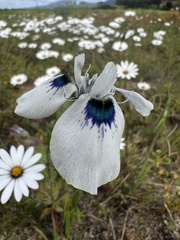 Moraea aristata