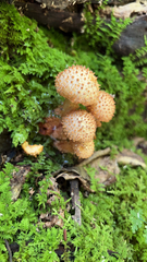 Pholiota squarrosa