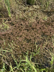 Azolla caroliniana