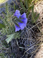 Polemonium viscosum