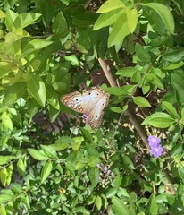 Anartia jatrophae