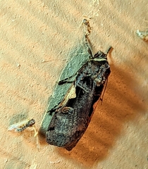 Euxoa tessellata