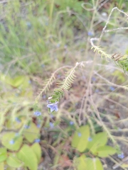 Echium vulgare