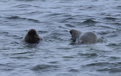 Phoca vitulina vitulina