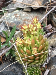 Orostachys spinosa