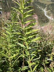 Polygonatum verticillatum