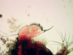 Ilyocryptus sordidus