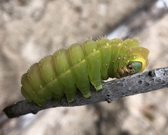 Actias luna