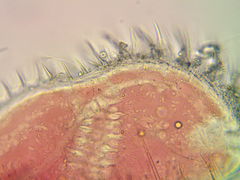 Ilyocryptus sordidus