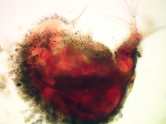 Ilyocryptus sordidus