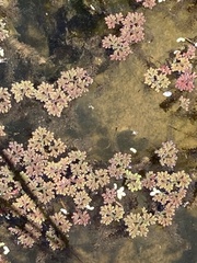 Azolla caroliniana