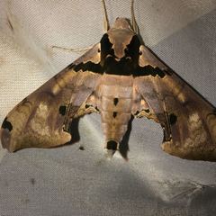 Adhemarius gannascus