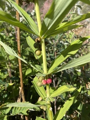 Polygonatum verticillatum