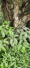 Syzygium cumini