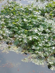 Ranunculus apiifolius