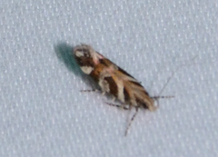 Aristotelia roseosuffusella