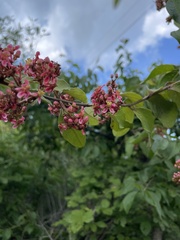 Heteropterys brachiata