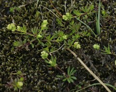 Galium normanii
